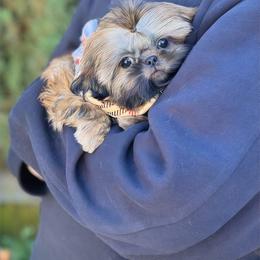 AKC Butters - Gold male Shih Tzu puppy in Los Angeles, California from LUXURY PAWS