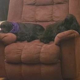 English Cocker Spaniel Puppies from Underwood's English Cocker Spaniels