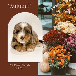 Autumn (Purple Collar) - Blue merle female Bernedoodle puppy in Hudson, Indiana from TurkeyCreek-K9