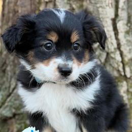 Keely (Male 3) - Black tri-color male Aussiedoodle puppy in South Central, Pennsylvania from Windy Hills Mini Aussies & Doodles