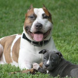 American Staffordshire Terriers from River Oaks Kennel