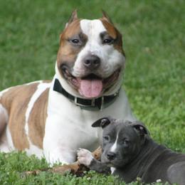 American Staffordshire Terriers from River Oaks Kennel