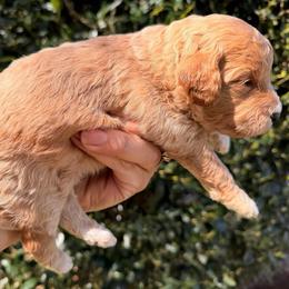 Rex - Red  male Goldendoodle puppy in Covington, Louisiana from MyKy Puppies