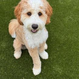 Lindy - Goldendoodle