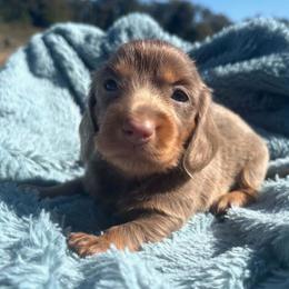 Echo - Fawn (isabella) and tan female Dachshund puppy in Cottage Grove, Oregon from Freckled Roots Farm Dachshunds