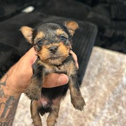 ROLEX - Black and gold male Yorkshire Terrier puppy in Los Angeles, California from WESTWAY Yorkies
