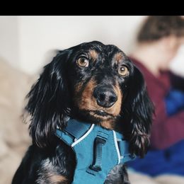 Oliver - Dachshund