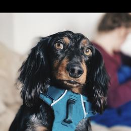 Oliver - Dachshund