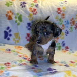 Skittle - Dapple female Dachshund puppy in Henrico, Virginia from All About Pets