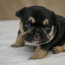 American Bully and French Bulldog Puppies from Obduro Bullies and Frenchies