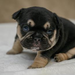 American Bully and French Bulldog Puppies from Obduro Bullies and Frenchies