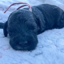Glory - Black female Cockapoo puppy in Bedford, Iowa from Our Father’s Doodles