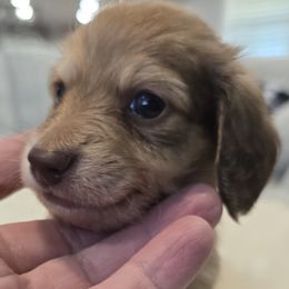 Boy 4 - Cream male Dachshund puppy in Price, Utah from Stone Kennels