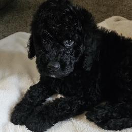 Vester - Black male Goldendoodle puppy in Kansas City, Missouri from Poppy's Doodles