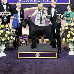 Giant Schnauzer All Grown Up from Hearthmore Giant Schnauzers