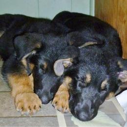 German Shepherd Puppies from Casamoko German Shepherds