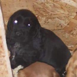 English Cocker Spaniels from Castle of Cockers