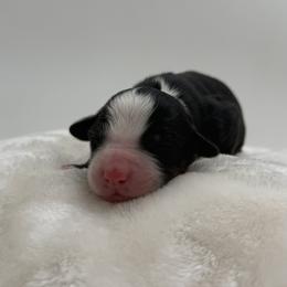 Tri-Boy 1 - Tri-color male Bernedoodle puppy in Montverde, Florida from Central Florida Bernedoodles