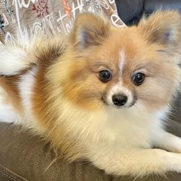 Gemma - Pomeranian
