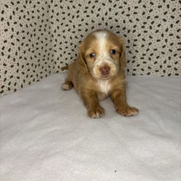 Hope - Cream female Dachshund puppy in Mountain Grove, Missouri from Happy Hounds and More🐾
