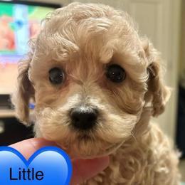 Eddie - Cream male Poodle puppy in Bedford, Texas from S.H.A.R.P.’s Toy Poodles