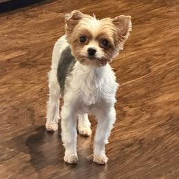 Rose - Yorkshire Terrier