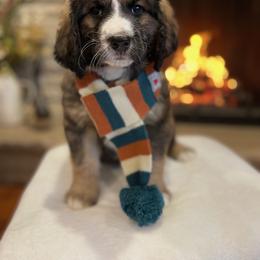 Bernedoodle and Goldendoodle Puppies from Apricot Roots Doodles