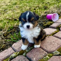 Zuki - Black tri female Miniature Australian Shepherd puppy in Molalla, Oregon from Yaw's Mini Aussies