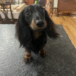 Bella - Dachshund