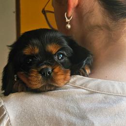 Belle - Black and tan female Cavalier King Charles Spaniel puppy in Castorland, New York from Faithful Friends Cavaliers