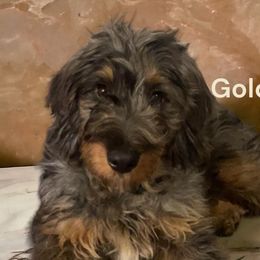 Aussiedoodles, Bernedoodles, Shihpoos, and Shih Tzus from Route 66 Poodles & Doodles, Sapphire Shih-tzu's of Ohio