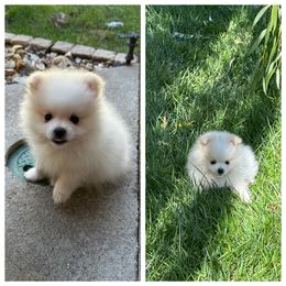 Pinkish nose - White male Pomeranian puppy in Sonora, California from NorCal Pomeranians