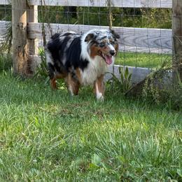 Joey - Australian Shepherd