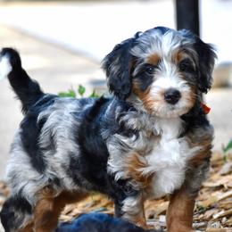 Orange boy - Merle male Bernedoodle puppy in Waukesha, Wisconsin from Bernedoodle Boutique (and Cavapoos)