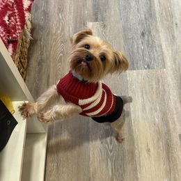 Onyx - Yorkshire Terrier