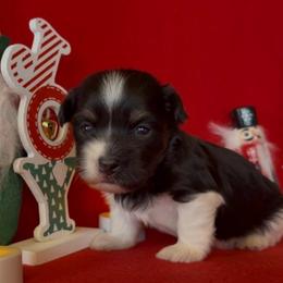 Toby - AKC - Black and white male Havanese puppy in Verden, Oklahoma from Holcombs Puppy Ranch