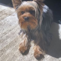 Yorkshire Terriers from Enchanting