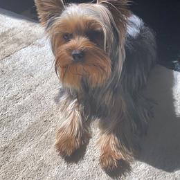 Yorkshire Terriers from Enchanting