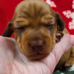 Dachshund Puppies from Owl Hollow Farm Miniature Dachshunds