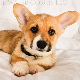 Party - Red male Pembroke Welsh Corgi puppy in Kiowa, Colorado from Cool Water Corgis LLC