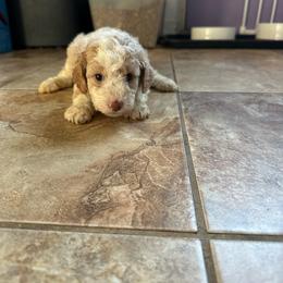 Lacey - Tri-color female Bernedoodle puppy in Leesport, Pennsylvania from Bechtel’s Doodles