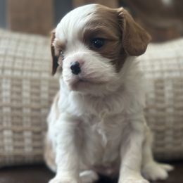 Dasher - Blenheim male Cavalier King Charles Spaniel puppy in Kidder, South Dakota from Continental Cavaliers
