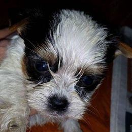 Yorkshire Terrier Puppies from Debbie's Yorkies