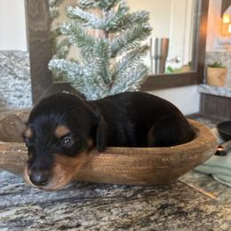 Turkey - Black and tan male Dachshund puppy in Dobson, North Carolina from Oakleys Dachshund Haven