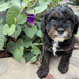 Rocket - Tri-color male Cavapoo puppy in Hesperia, Michigan from Yankee Doodle Dogs