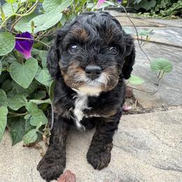 Rocket - Tri-color male Cavapoo puppy in Hesperia, Michigan from Yankee Doodle Dogs