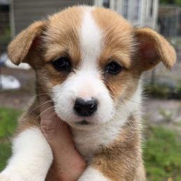 Girl 2 - Red and white female American Corgi puppy in Middleburg, Florida from Mulkeys Little Corgis