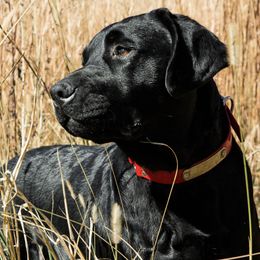 Labrador Retrievers from Still Creek Labradors