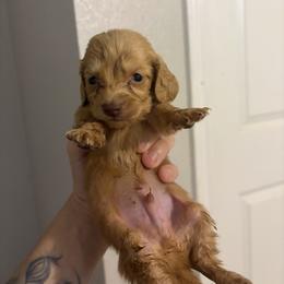 Alphie - Cream male Dachshund puppy in Conroe, Texas from R&M Dachshunds