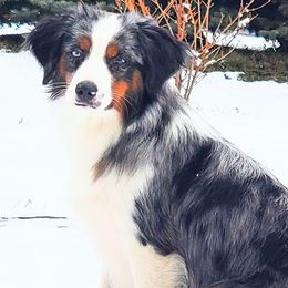 Miniature American Shepherds, Miniature Australian Shepherds, and Toy Australian Shepherds from Panhandle Australian Shepherds